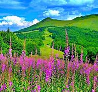 Image result for Beautiful Spring Scenery