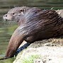Image result for european otters facts