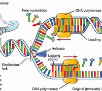 Image result for DNA Replication Model