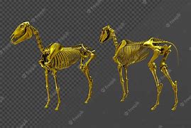 Image result for Horse Skeleton Clip Art