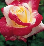 Image result for Jackson Perkins Hybrid Tea Roses