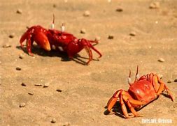 Image result for STD Called Crabs