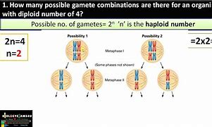 Image result for Gamete Combination