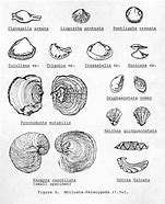 Image result for What Do Clams Look Like