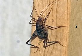 Image result for Bug Spider Cricket Cross Looking