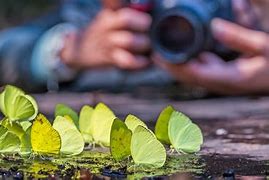 Image result for Nature Photo Ideas