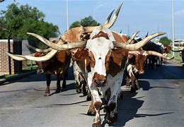 Image result for Longhorn Cattle Drive Texas Walking