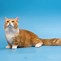 Image result for Long Haired Orange Cat