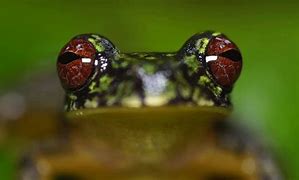 Image result for Pics of Tree Frogs
