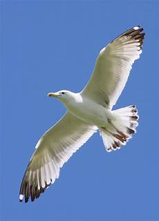foto di gabbiano fauna selvatica in italia gabbiano caspio larus foto di gabbiano fauna selvatica in italia gabbiano caspio larus