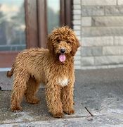 Image result for Moyen Poodle Grown
