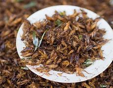 Image result for Cricket Insect Food