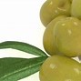 Image result for aceitunio