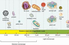 Image result for Invisible World of Microbes