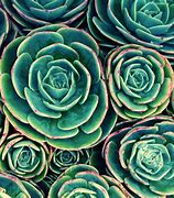 Image result for Psychoactive Cacti