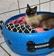 Image result for Cat Climbing Furniture