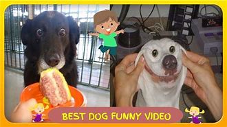 Image result for Try Not to Laugh Dogs