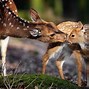 Image result for Beautiful Nature with Animals
