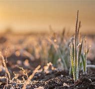 Image result for Winter Wheat Cover Crop