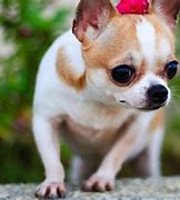 Image result for Chihuahua Wallpaper Phone