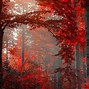 Image result for Forest Wallpaper 4K