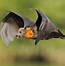 Image result for Adult Flying Fox Bat