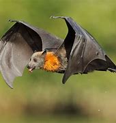Image result for Cute Flying Fox
