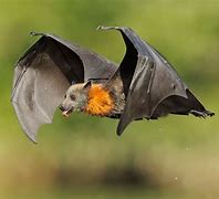 Image result for Big-Eared Flying Fox