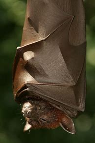 Image result for Cute Bats Sleeping