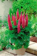 Image result for Lupinus The Pages