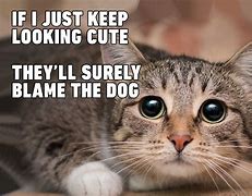 Image result for Cute Funny Animal Jokes