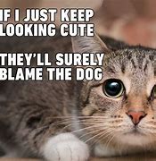 Image result for Cute Meme Cats Images
