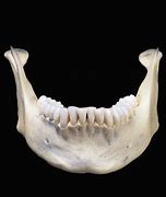 Image result for Skull Bottom Jaw