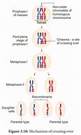 Image result for Crossing Over Bio Diagram