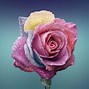 Image result for Flowers 4K Wallpaper Rose