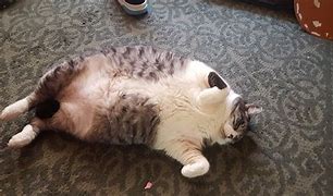 Image result for Fattest Cat Ever