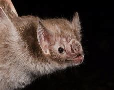 Image result for Vampire Bat Size