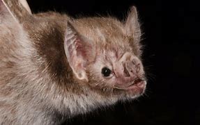 Image result for Vampire Bat Size