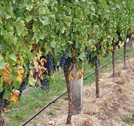 Image result for Vines On Trees