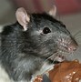 Image result for Rat Trap NYC