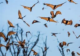 Image result for Pretty Fruit Bats