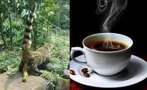 Image result for Animal Poop Coffee