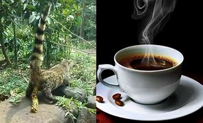 Image result for Most Expensive Coffee Kopi Luwak