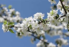 Image result for Appie Tree