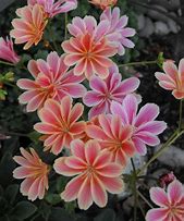 Image result for lewisia