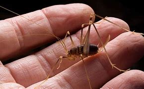 Image result for Camel Spider Cricket