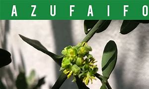 Image result for azufeifo