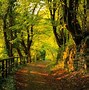 Image result for Forest Wallpaper 2560X1440