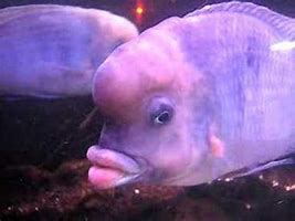 Image result for What's the Biggest Fish