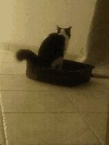 Image result for Cat and Litter Box GIF